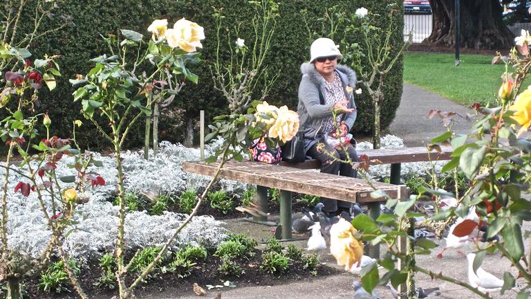 ROSE GARDEN TAKAPUNA.