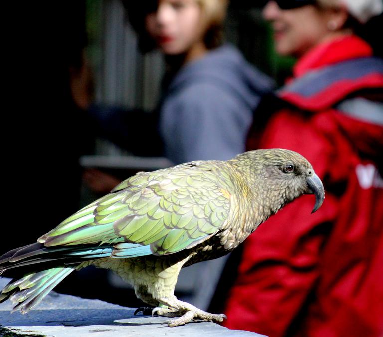 Auckland Zoo