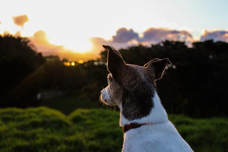 Ella Campin; Canine Contemplation ; Taken of my dog at Mt Albert summit.