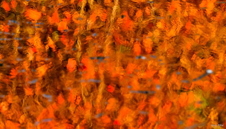 Arun S Pillai; Watercolours; An abstract created by the reflection of autumn foliage in the pond. Location: Auckland botanic gardens.