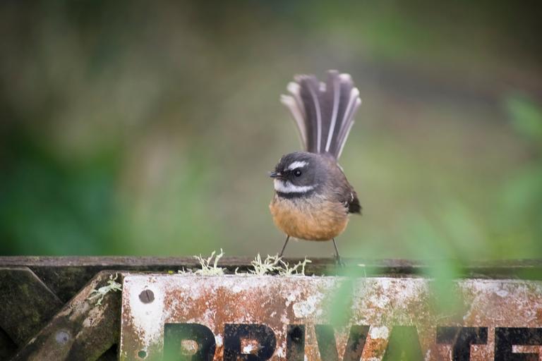 Jamie Dyet; Fantail; Little Bird sitting on a fence