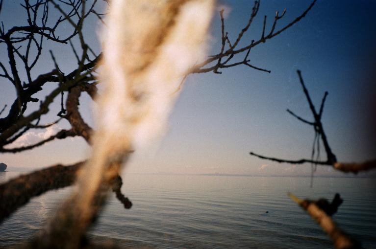 Jenny Partington; Branches; Branches at Herring Cove shot with 35mm kodak colour plus film on amateur film camera.