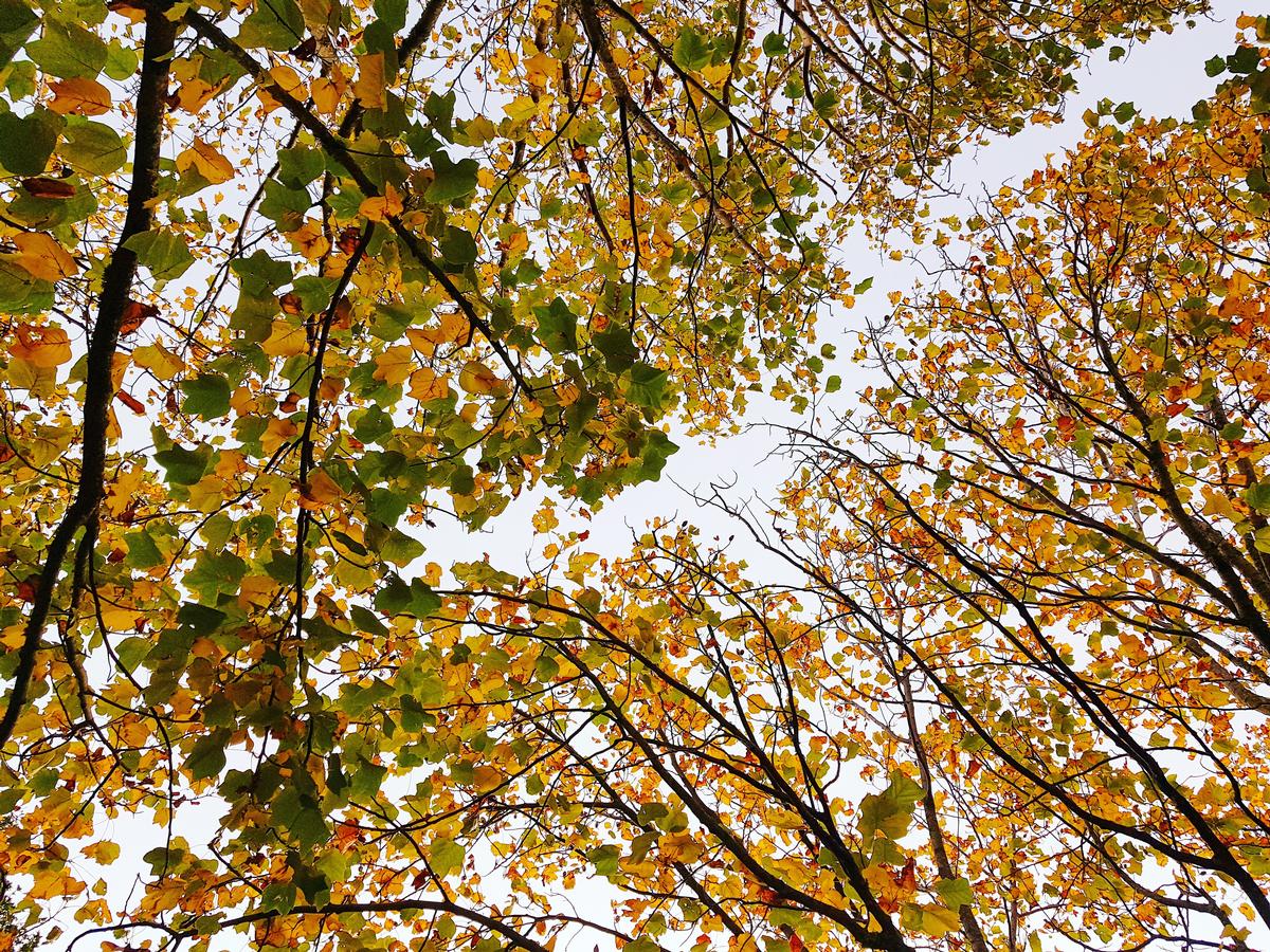 Arun S Pillai; Autumn; Autumn foliage from the local park. Shot during a walk during lockdown