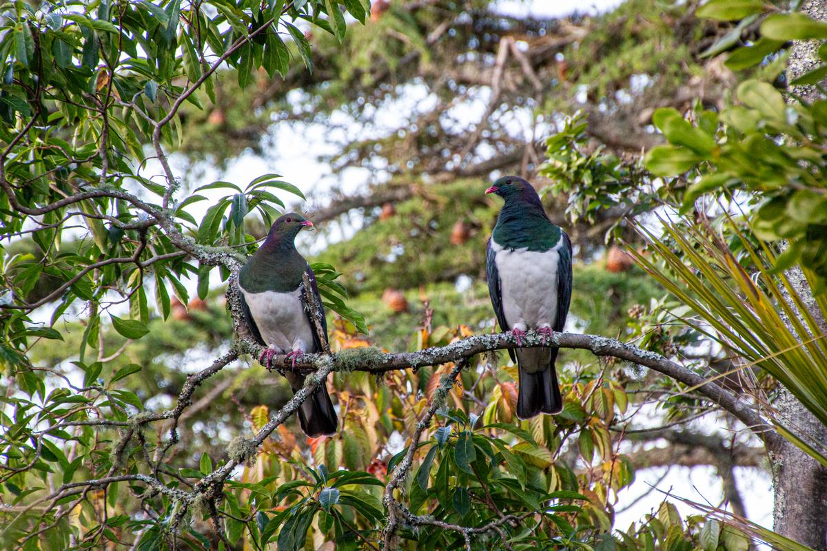 Edward Swift; Social distancing; Be like these two kereru   keep your distance, and stay home