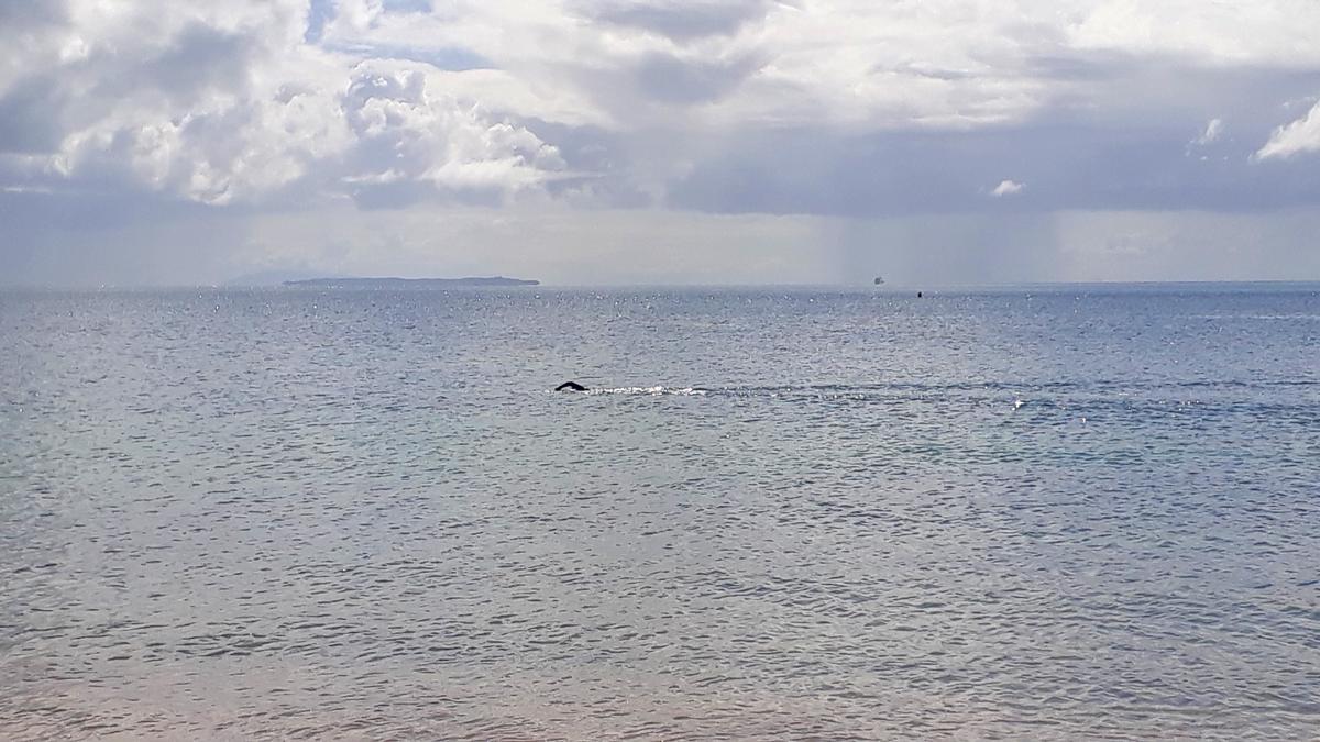 JD; Lonely swim. Day 1.; Alone in the water. Social distancing. Takapuna sea, calm and tranquil.