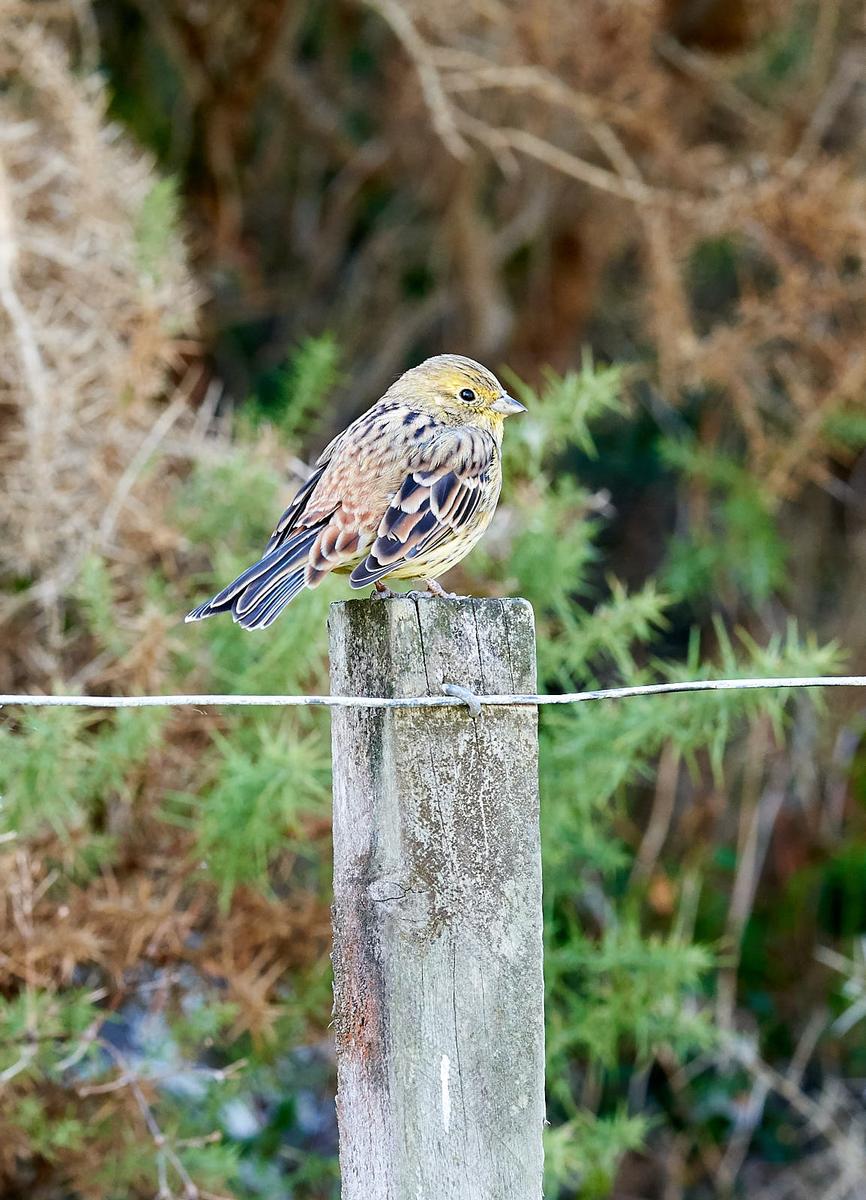 Jason Tan;Yellowhammer Beauty;A beautiful Yellowhammer with blue feathers spotted