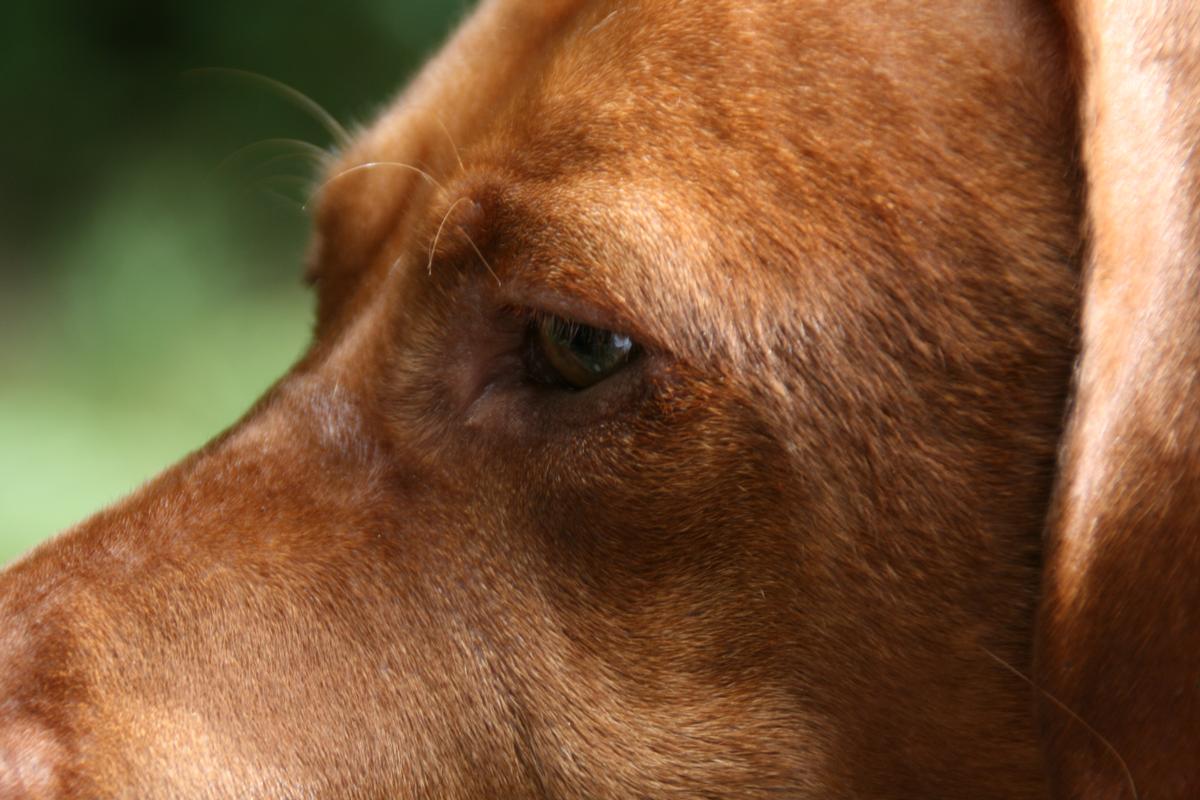 Kareena Versleijen; Vizsla stare; I always wonder what my dog Nehru is looking at and today I couldn't figure it out for a while but then I looked more around my garden and noticed my cat. I thought well now I know what he was looking at.
