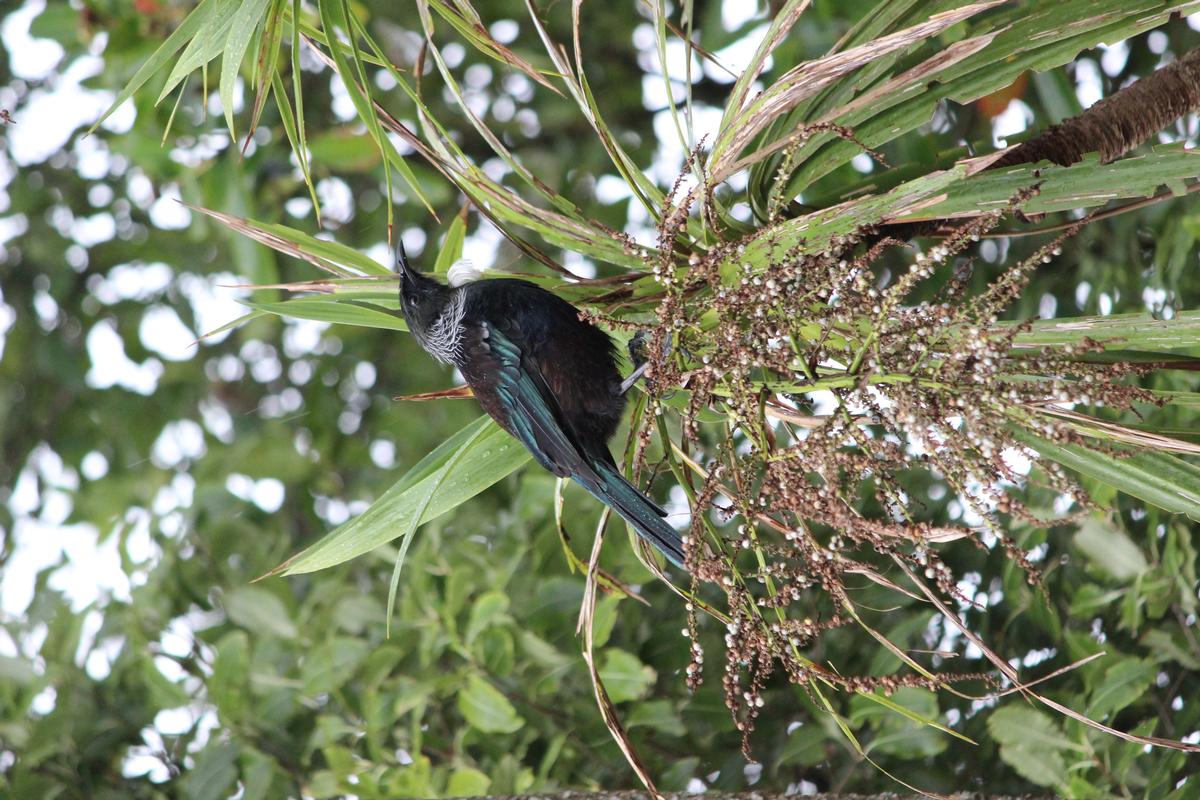 Leigh Burrell; Tui in a cabbage tree;Do you notice more birds during lockdown?