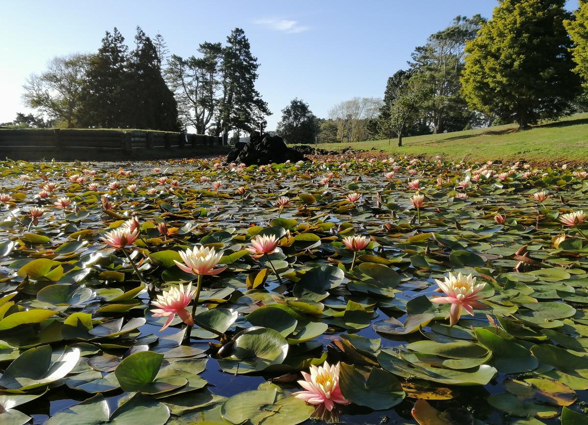 Lex Priestley; Feel the Serenity; The lily pond at Waiuku golf course is looking mighty fine