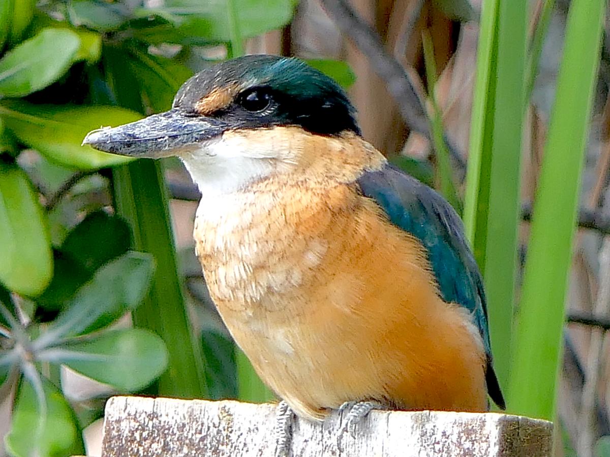 Pat Norton; Such A happy day; First ever visit from kingfisher to our garden