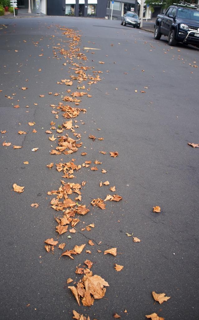 Paul Craze; Leaf Line; Undisturbed leaves form a line on a formally busy Auckland street.
