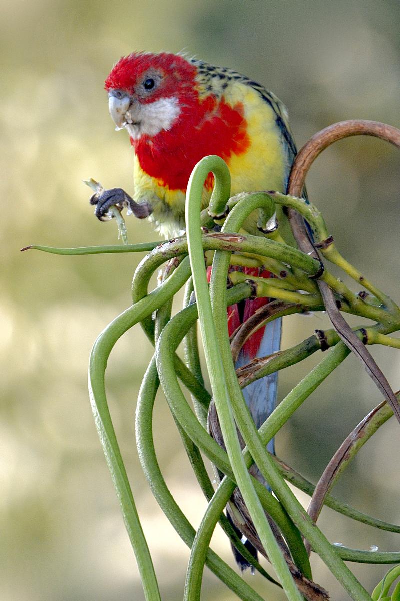 Stephen Gould; Eastern Rosella; Early morning capture 31/03/20