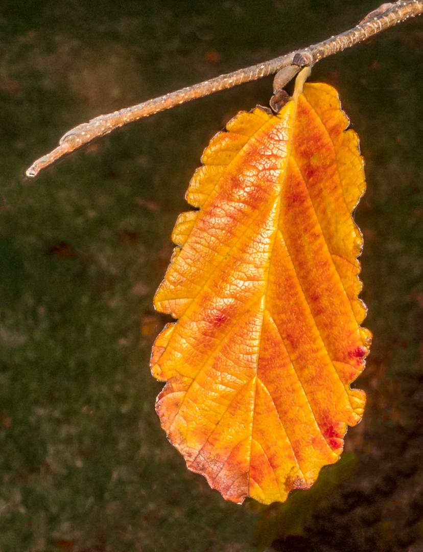 Theresa Simson; Lonliness; Botanical Gardens on one of my walks. I saw this one lonely leaf and wondered how many feel what I see in this leaf. I know I miss my grandchildren but we keep busy as a couple while so many are alone.