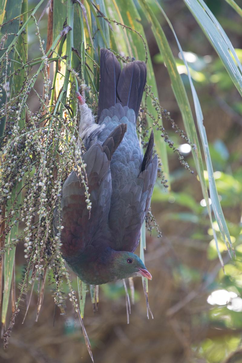 Tony Dunn; Hanging on; Always amazed at how acrobatic the Kereru are when it comes to getting food