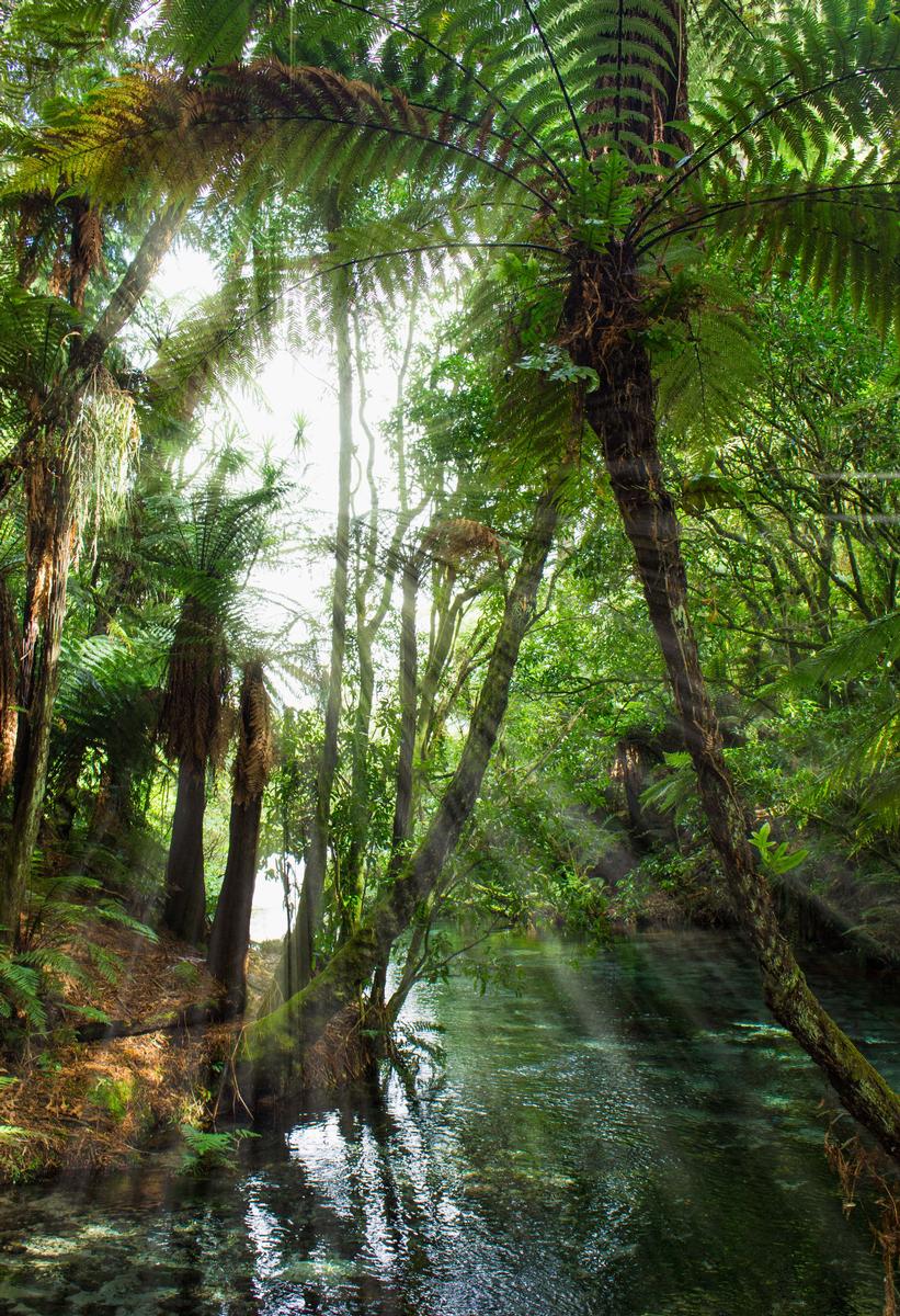 Charlie Deng; Glaring Forest Lights; Summer lights beaming through the canopy, Whakarewarewa Forest Rotorua