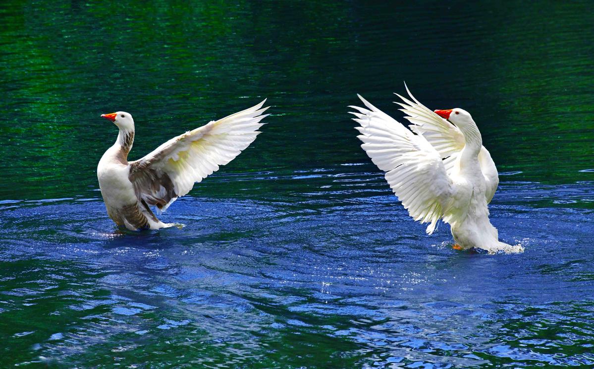 Guohua  Wu; Spreading wings; Alex Mao Photography Award 2020，Taken in Auckland duck lake in October 2019.