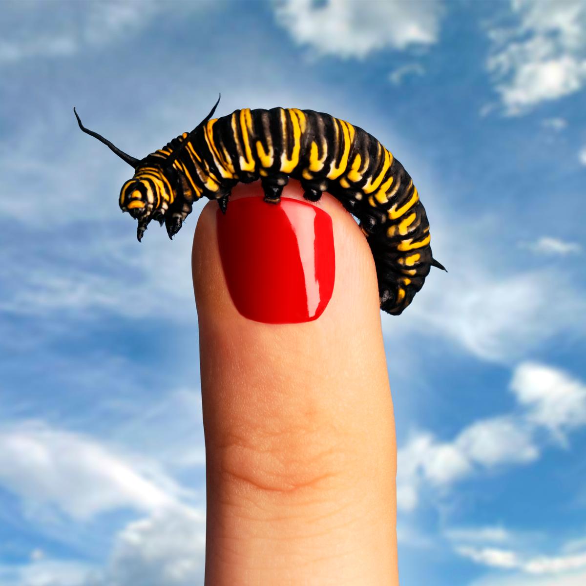 Matt Hurley; Bug Off!; A monarch Caterpillar from my parent's garden, sitting on my friend's finger.