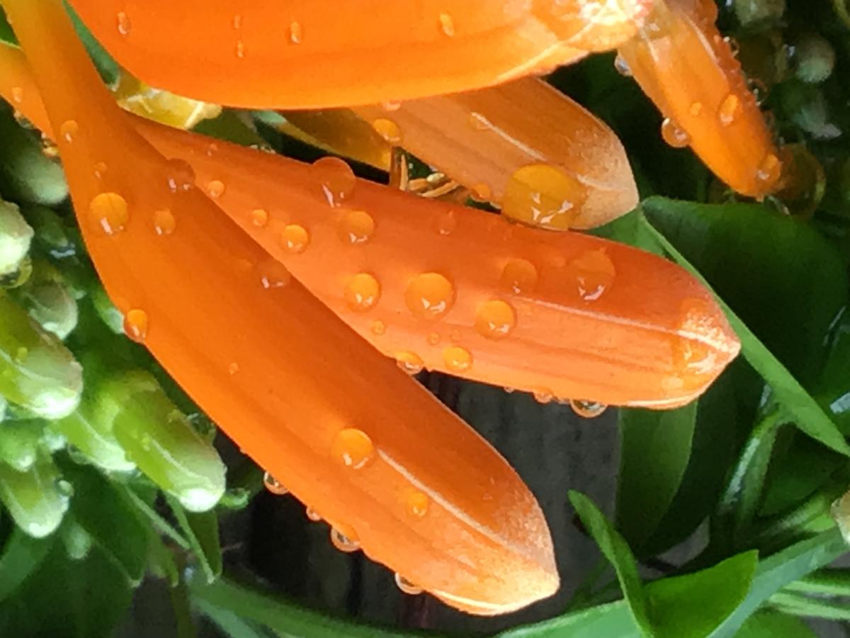 Sione V; Orange Plant