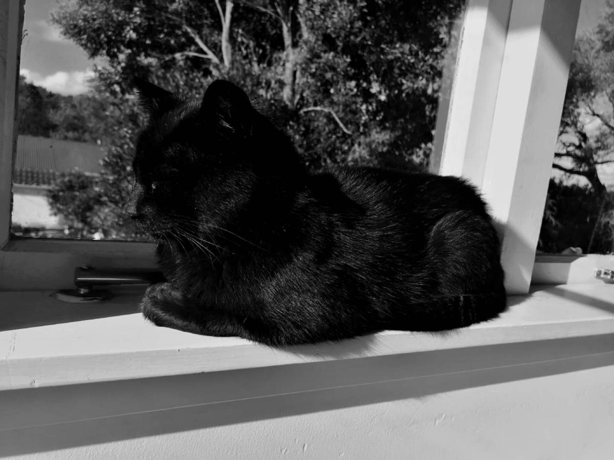 Crystal su;  The world outside the window; Since lockdown, the cat has not been allowed to go out to prevent from being infected COVID 19. It can only lie in the window and look at the outside world every day.