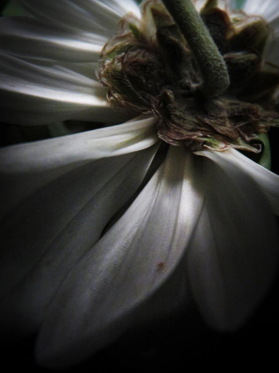 Alyse Hart; Looking up at beauty; This photograph is of the underneath of a flower and I think of flowers as really delicate and beautiful therefore I named this piece looking up at beauty.