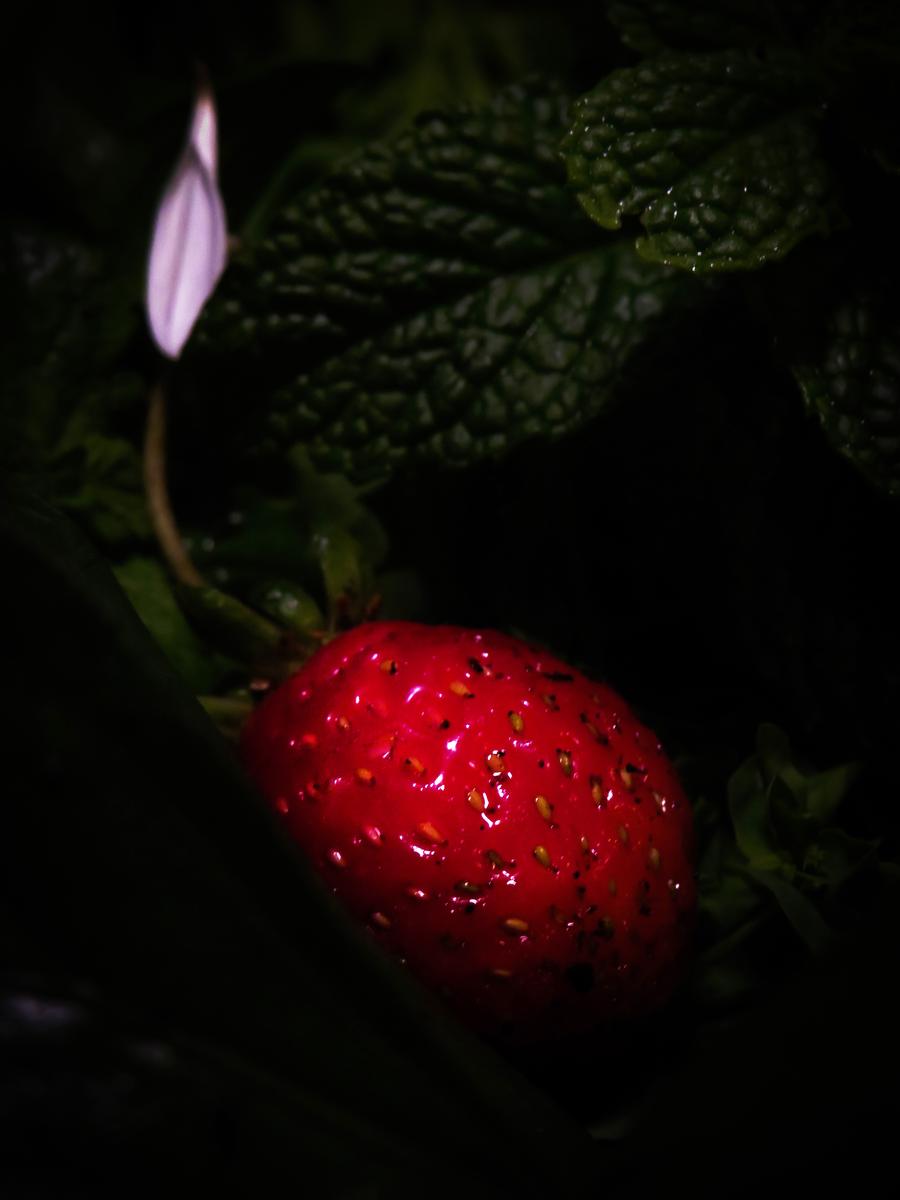 Alyse Hart; Magic Strawberry; This photograph of a strawberry is inspired by magic and fairytales.