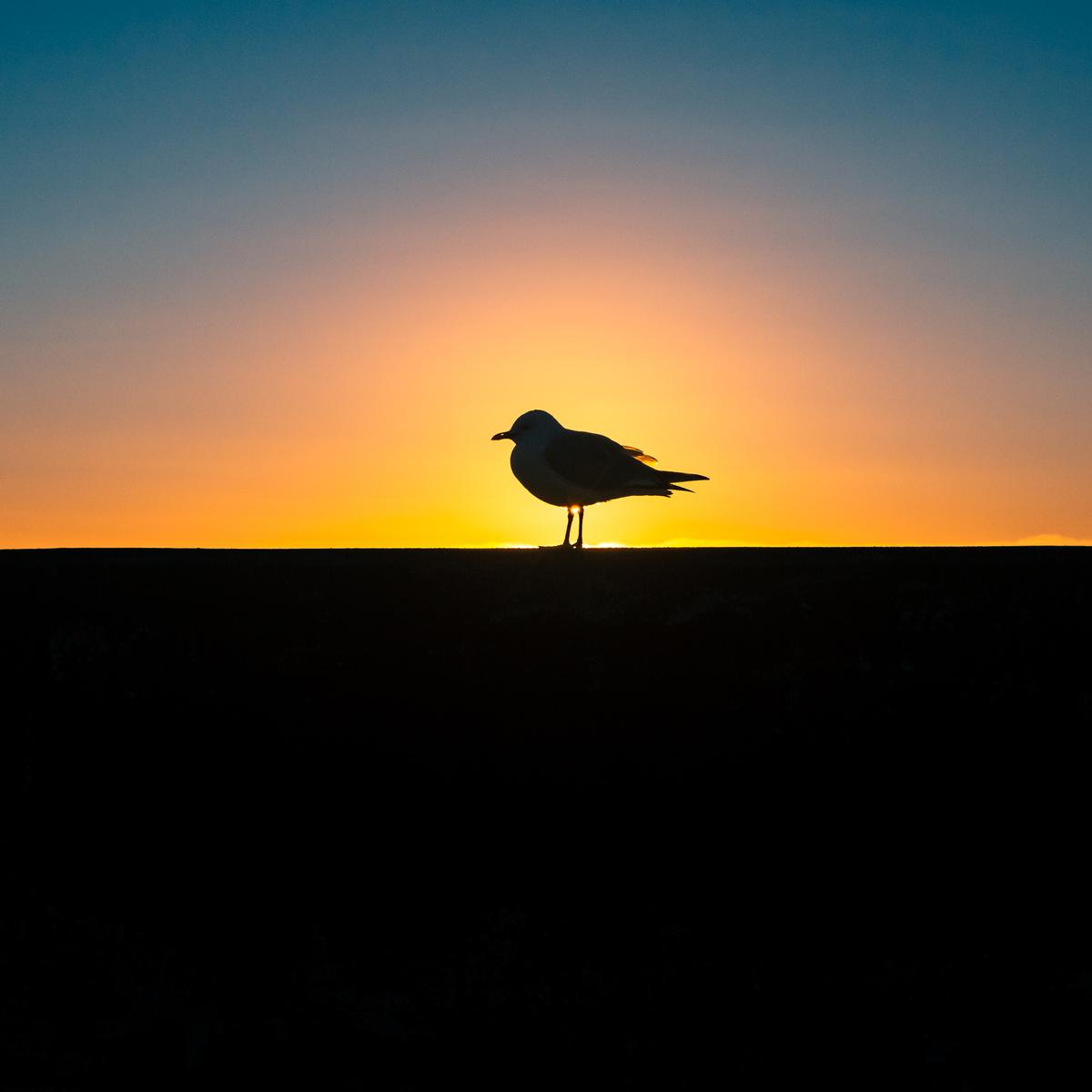 Andy Tao; Early bird in the backlight