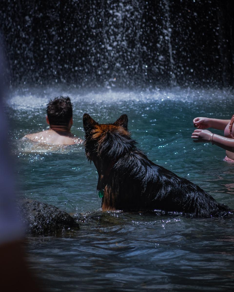 Angel Jacobson; Cooling Off; This is an image taken in the midst of summer. It is of a dignified German Shepard cooling off in Kitekite Falls, located in West Auckland. This image, with its blue green water highlighted with splashes of white, LOOKS like what cooling off after a hike FEELS like. The dog, grateful to be cooling down, admires water hitting water. One can hear the roar of the waterfall, and is almost jealous of the dog half immersed in the pool. I believe the feeling of 'cooling off' has been captured in its essence through this image.