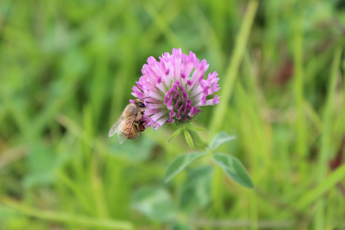 Annalise; beeutiful; I was taking a photo of the wild flowers I have a round my farm when one of our bees came to see what i was doing