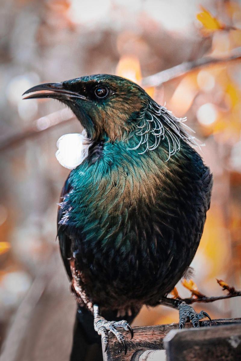 Chelsea Bauer; The Tui in the plum tree; The Tui in the plum tree focuses on the effortless beauty of the tui itself. I waited patiently, easily startled, I made sure not to make any sudden movements to scare off my new found friend sitting in the plum tree.