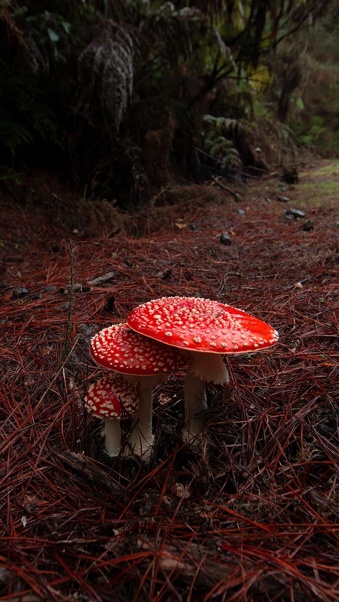 Gabriel Ortiz;Amanita;Riverhead Forest