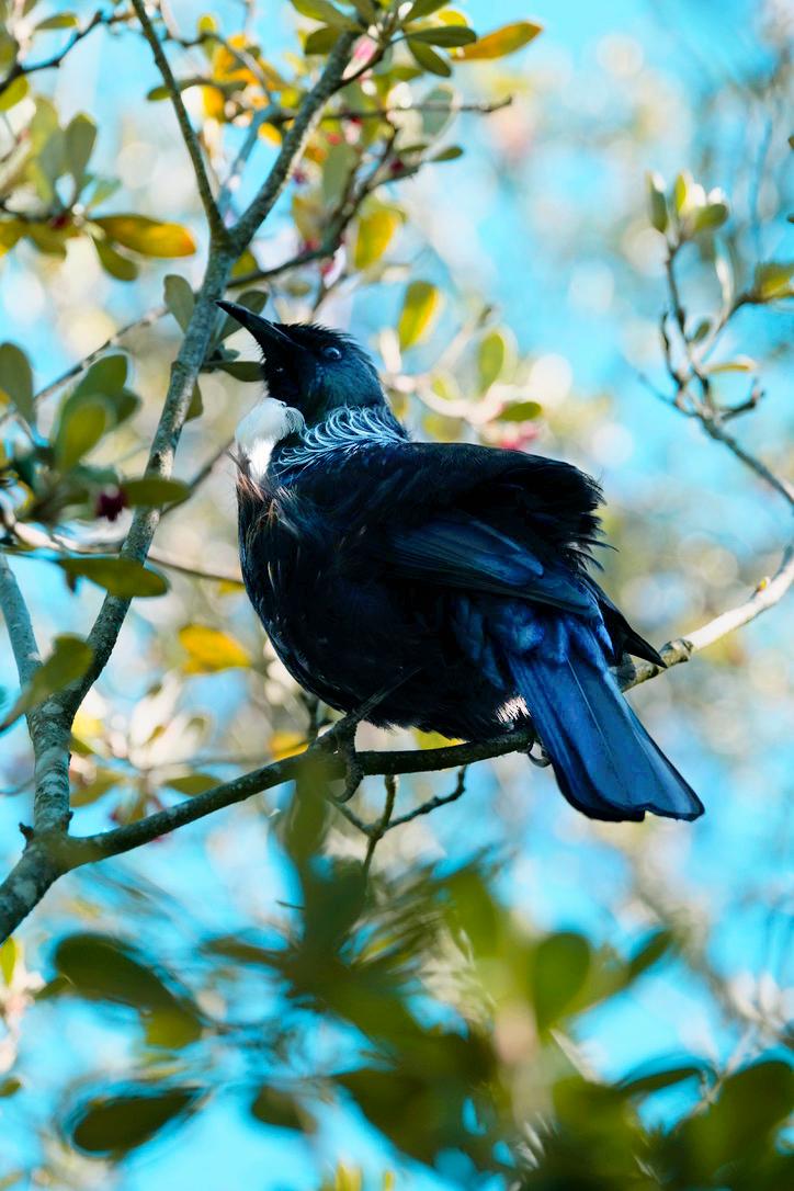 India Jade Hilton;Tui Call;Beauty of the native bird