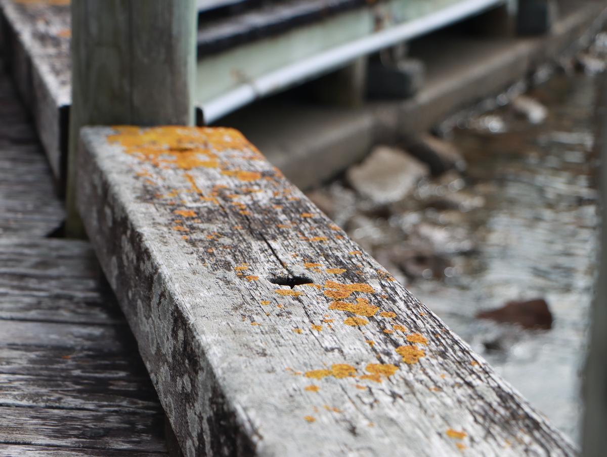 Joanne Su; Komorebi; Komorebi means scattered light filtered through the canopy. An imagery of komorebi is imprinted onto a simple wooden plank, on the edge of a Tauranga dock.