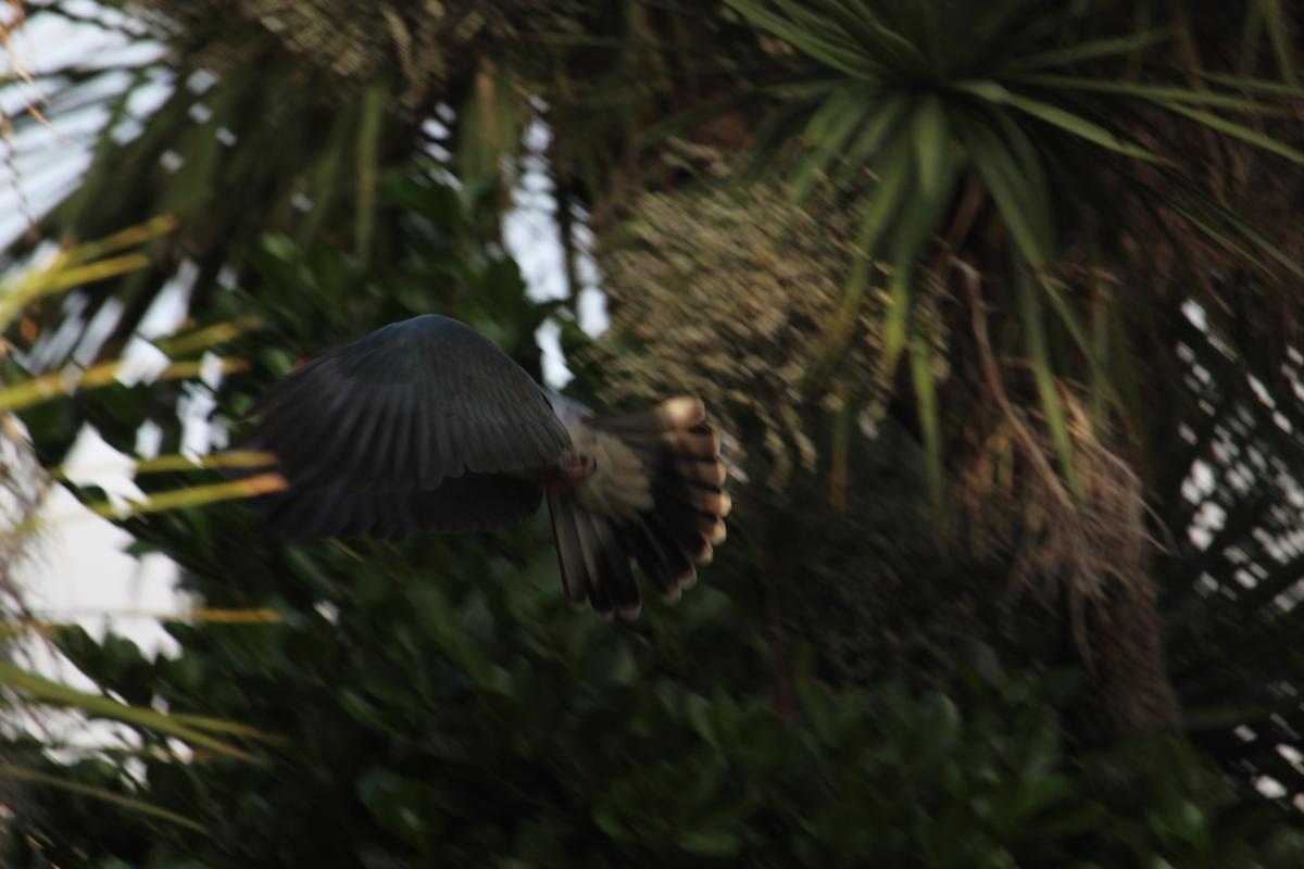 Leon Robinson Gomas;Kererū's Journey