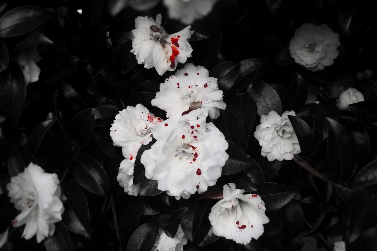 Missouri Wilton;blood stained petals