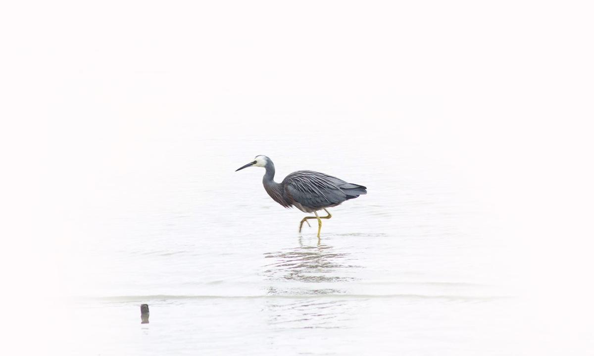 Tre Brett Merlo; White Faced Heron   Matuku Moana;This photograph has a simplistic setting in which I was able to capture the elegance of this beautiful bird, a white faced heron. In post editing I chose to make the required adjustments to create a plain background, building on the foreground leading into the main focus of the image. The rock was positioned to the left of the main focus in an attempt to break up the image slightly. The composition of the photograph gives it an ethereal feeling, creating the perspective of a heavenly presence.