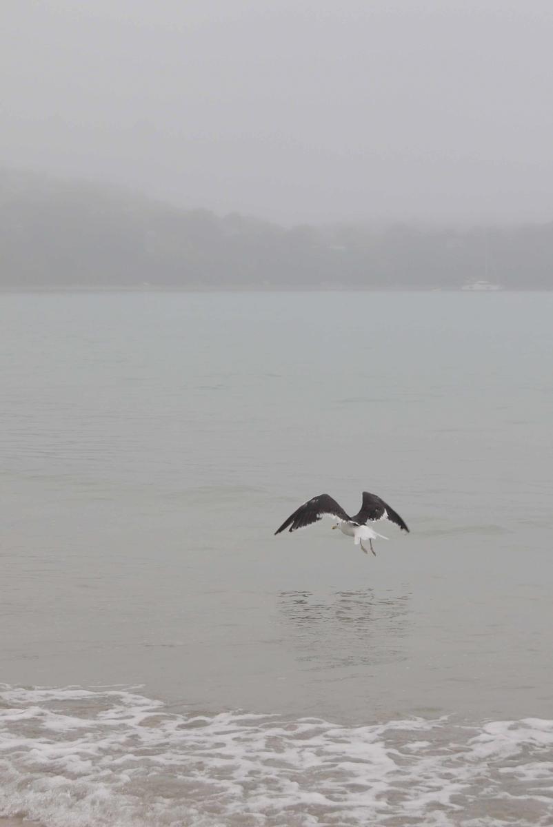 Zara Cornwell; Freedom to fly; Seagull flying into the mist, taken at Oneroa Beach Waiheke.