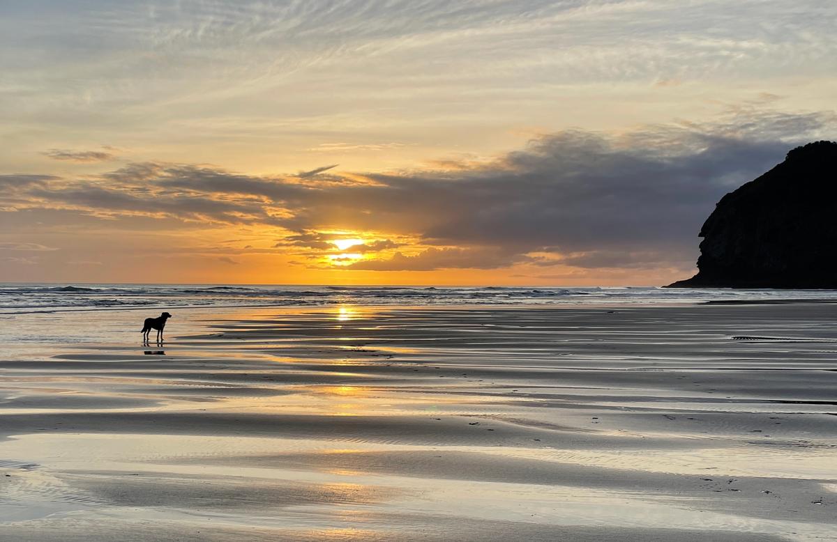Cindy Baxter;Sunset dog, Piha beach