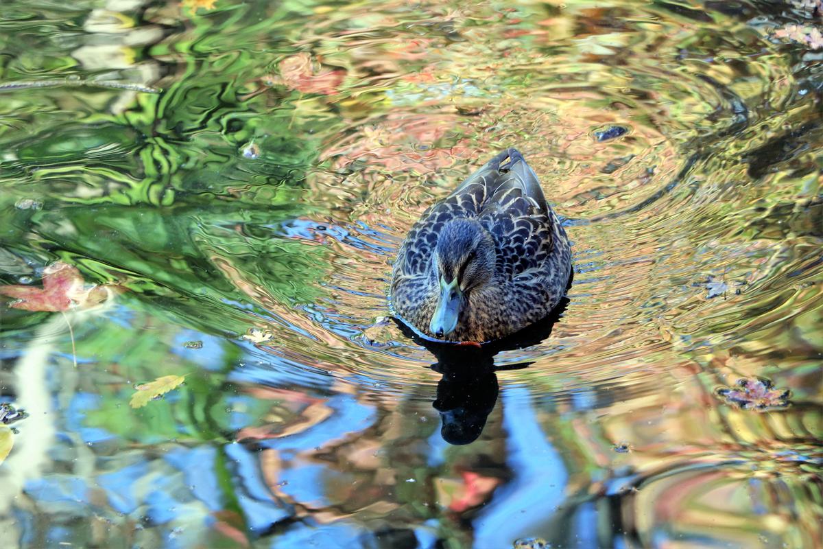 Kerri Walker;Winter duck pond