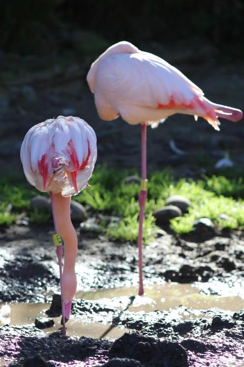 Petrina  Board;Pink Flamingo