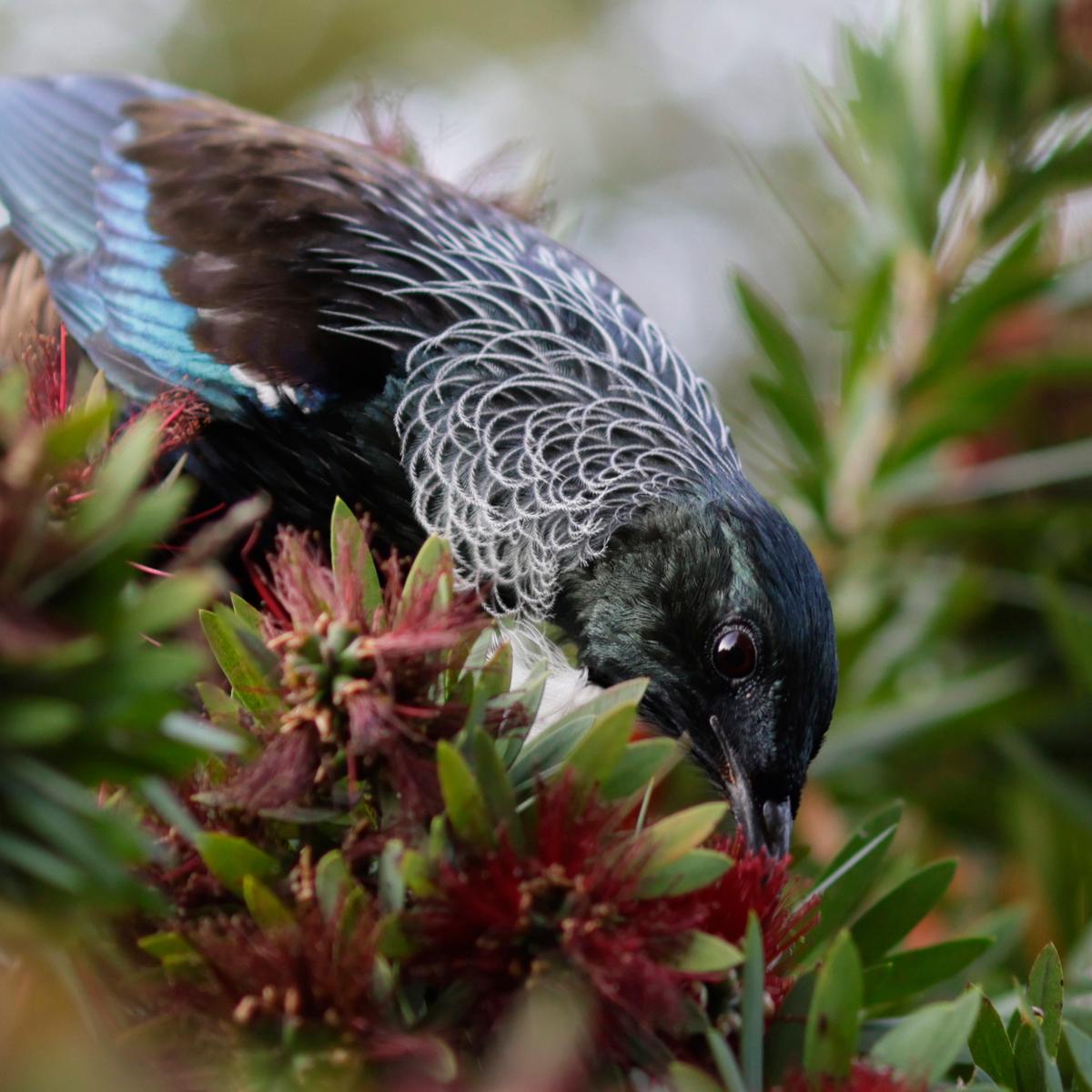 xiao bin wang; New Zealand beautiful bird...Tui