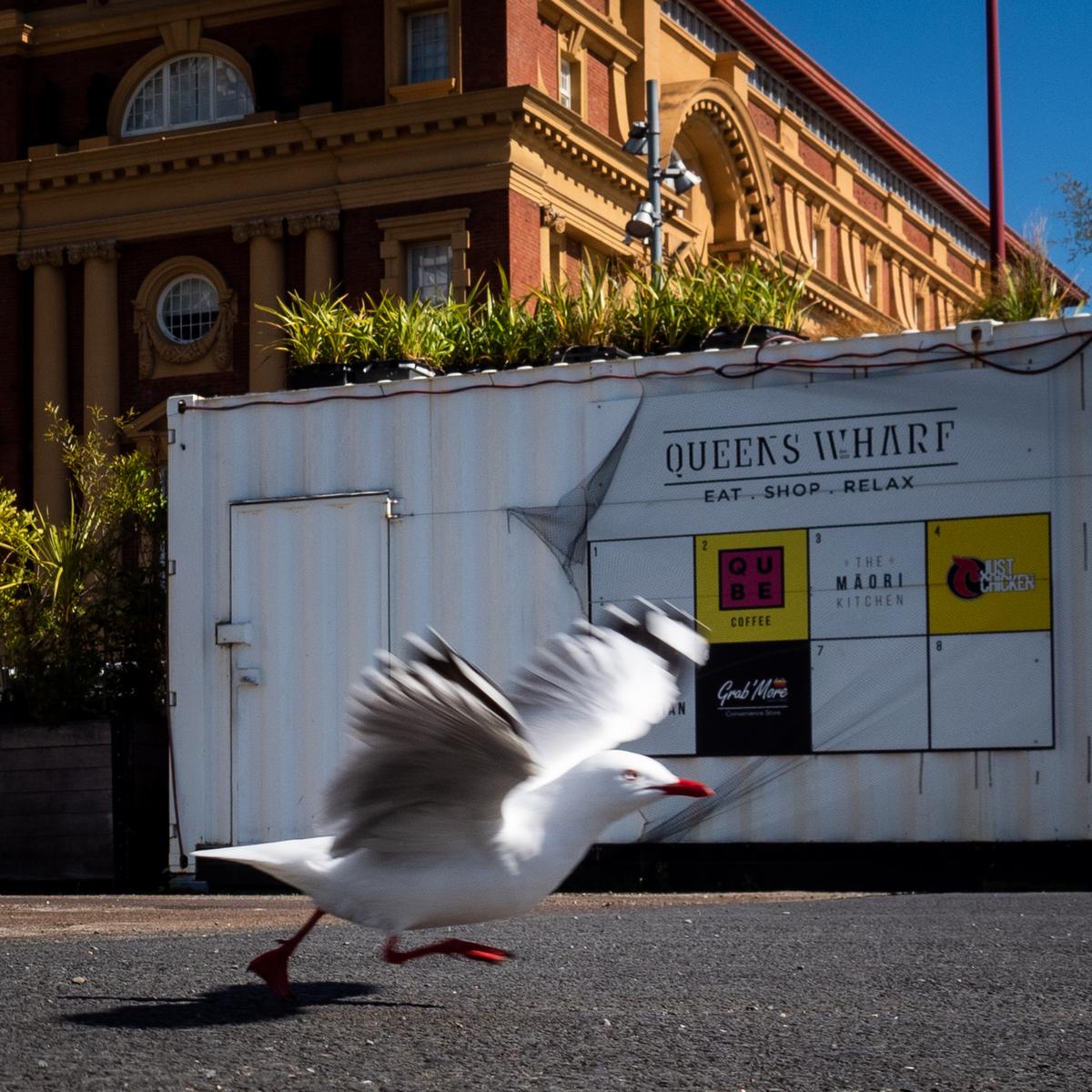 Andrew Malmo; Red billed gull in take off, Queen's Wharf;Waited for a while for the take off, quite pleased with the blurred effect.