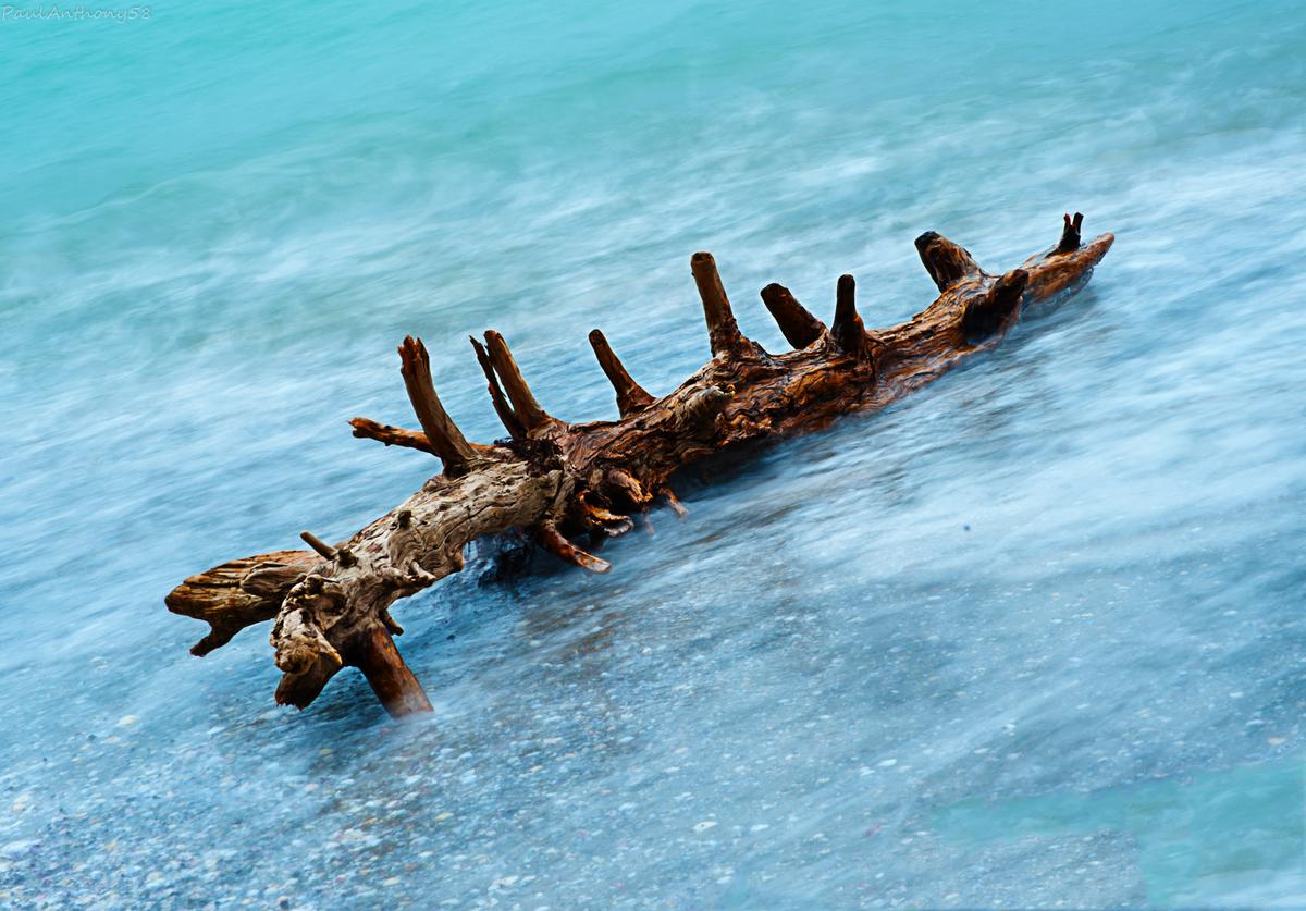 Paul Samson; Driftwood; Gnarly  piece of driftwood languishing in the surf