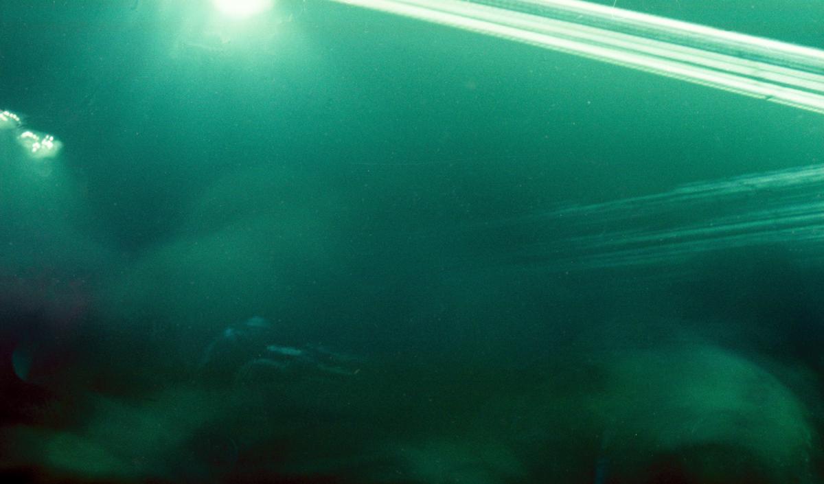 Iola Adams; Tidal Rave 2; long exposure image depicting fluid movement on a dance floor.