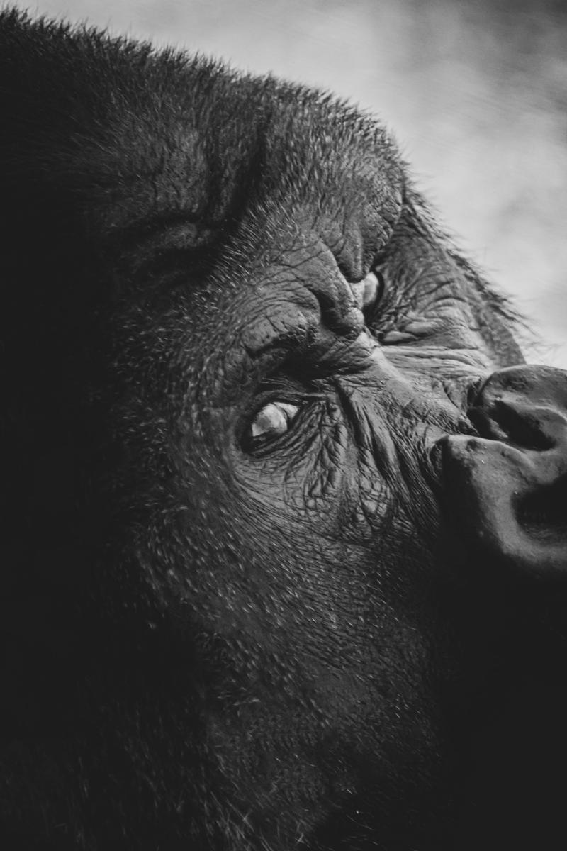 Bryan Mosheim;The Apes Stare;Taken at Orana Wildlife Park