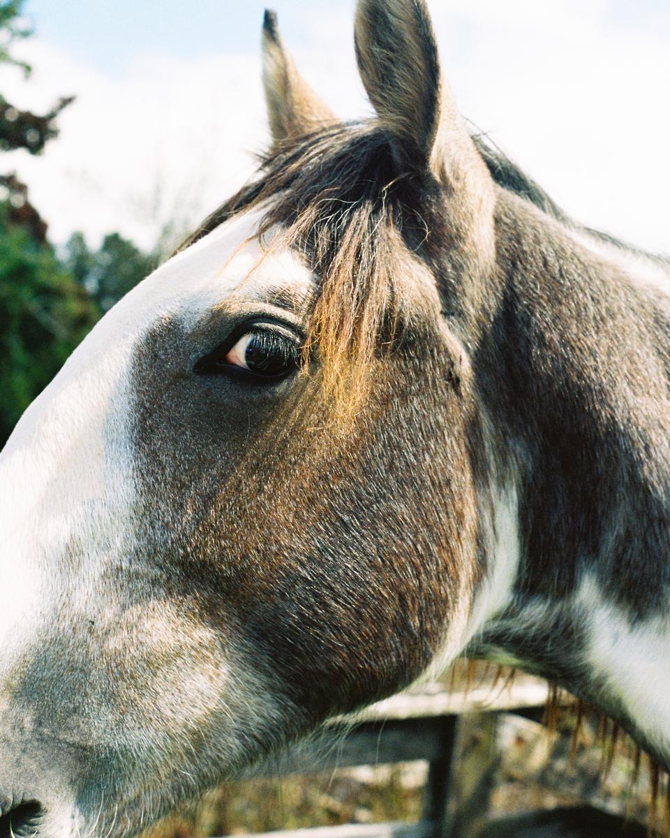 Felicia Duque; My Neighbour's Horse;I live in a relatively recently developed area, however my neighbours seem to have resisted selling their property to developers. It's a funny, but welcome, juxtaposition   an open green field with grazing horses surrounded by the monotony of suburbia.