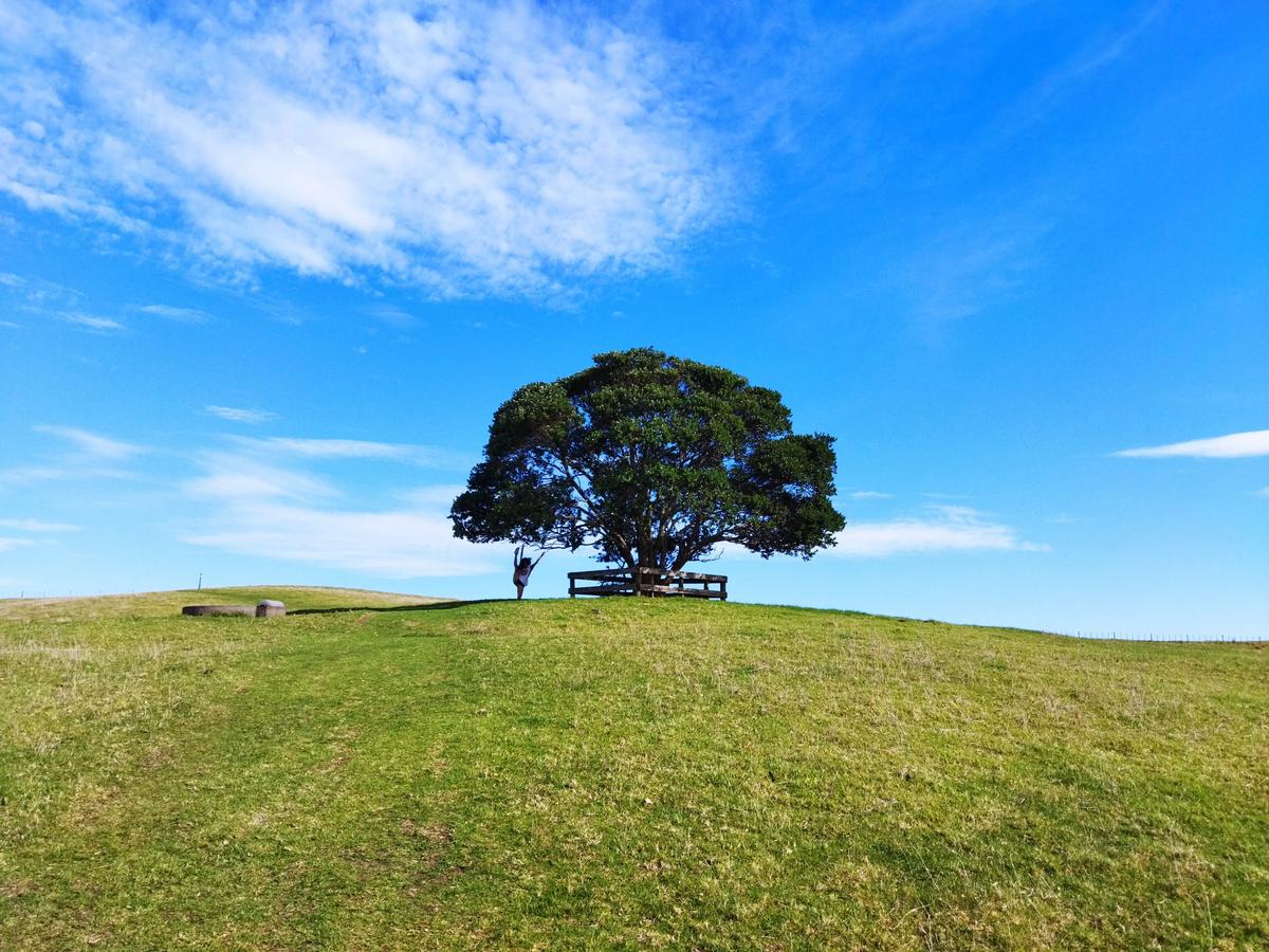 Kate Lim;My One Tree Hill!;I found this one tree in the middle of the field that is a bird santuary.