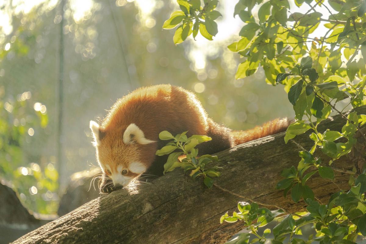 Minxi Sun;Red panda