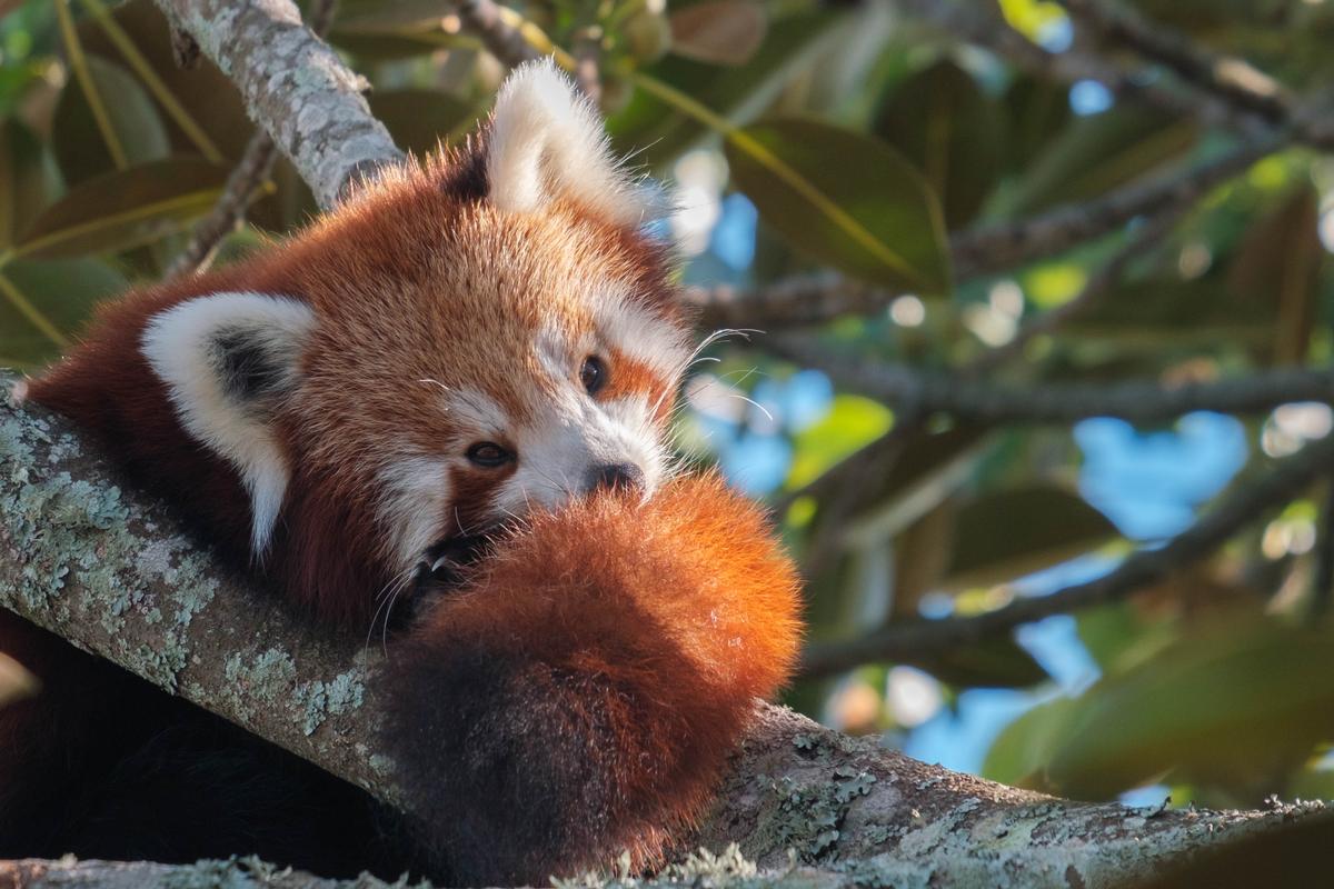 Minxi Sun;Red panda