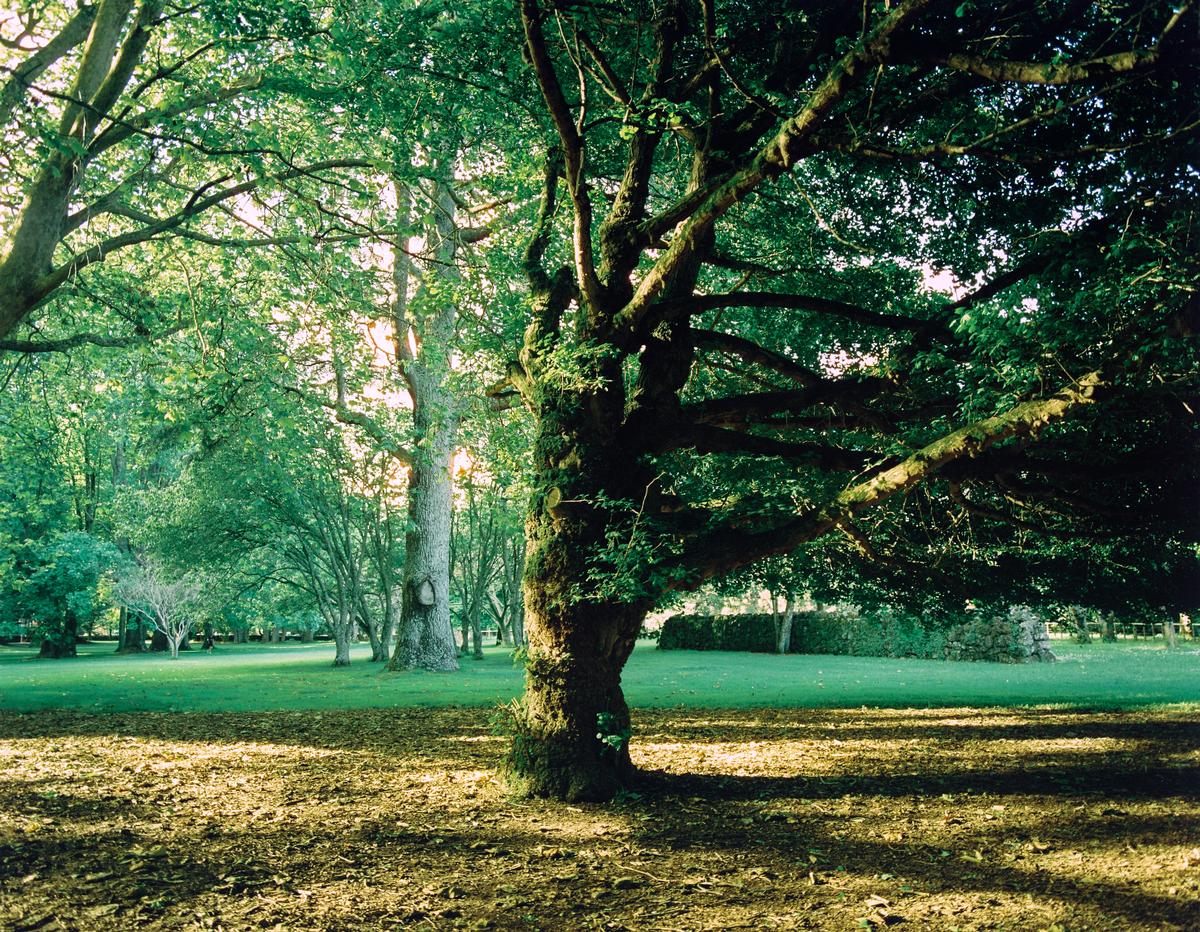 Rachel Sung;One Sided;This film photograph was taken in Cornwall Park using CineStill 50D film stock. I walked by this tree and couldn’t help but notice how all the branches are dramatically protruding from one side only. I thought that this created a really unique silhouette of the tree as well as nice shadows on the ground.