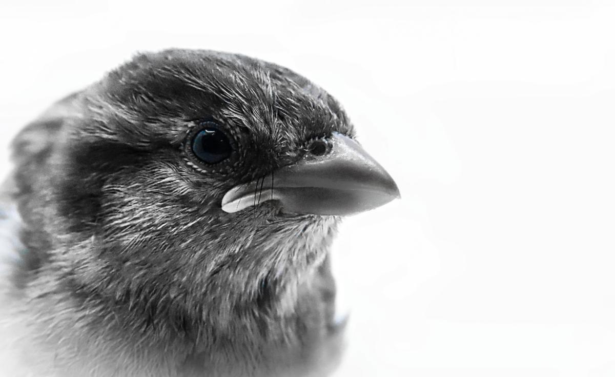 Sophie Hansen;Sparrow;A fledgling sparrow I rescued after he fell from the nest as a chick.